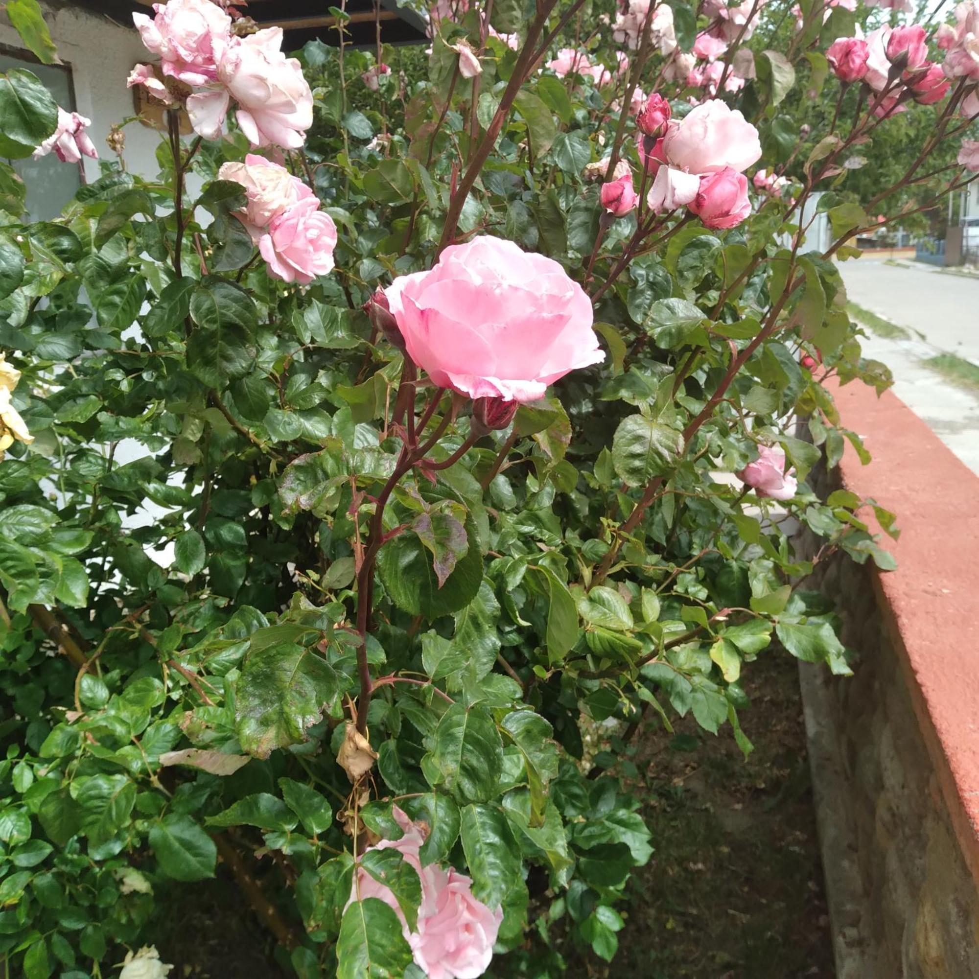 小智利Antawara公寓 外观 照片